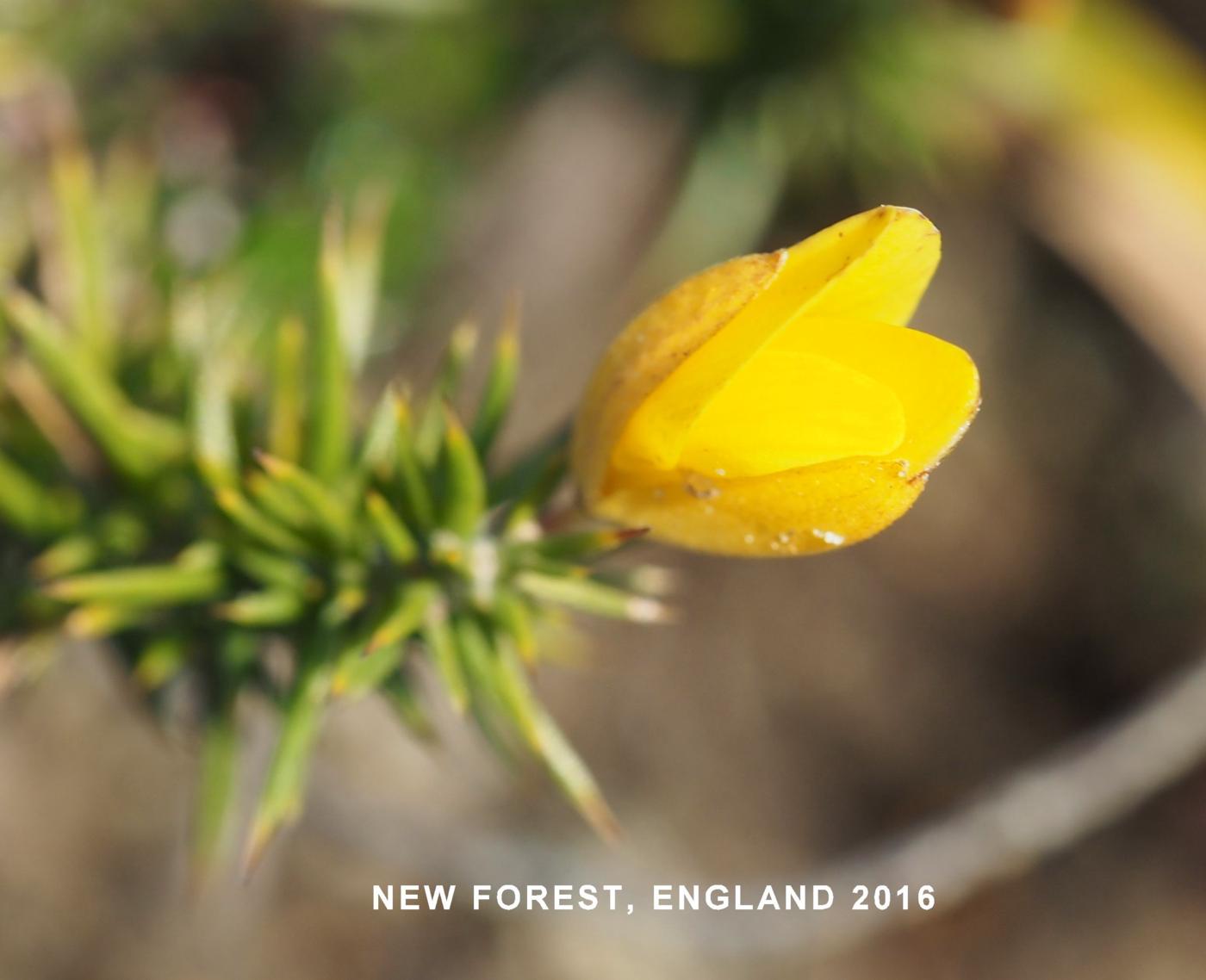 Gorse, Dwarf flower